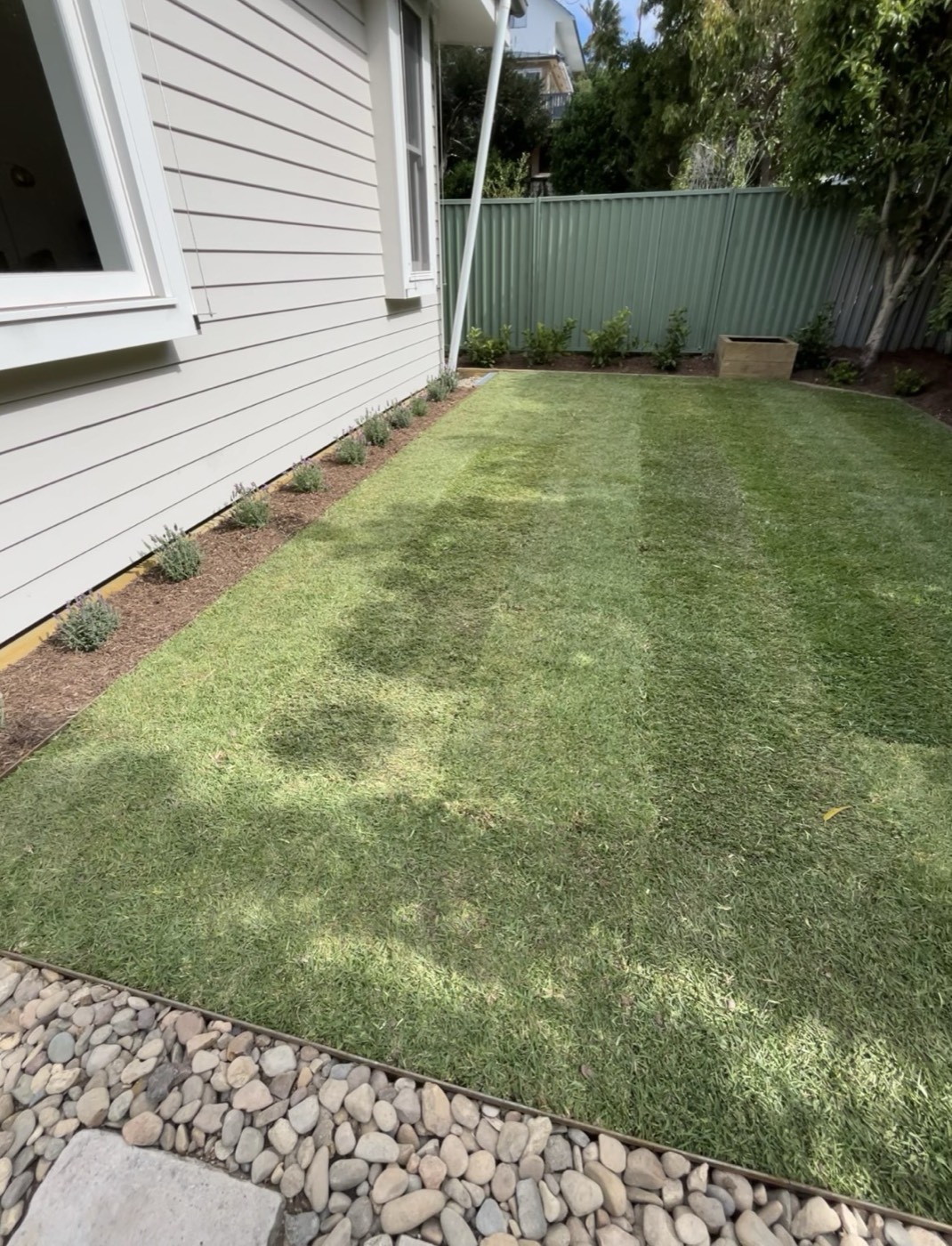 New striped lawn beside a weatherboard house, edged with river pebbles