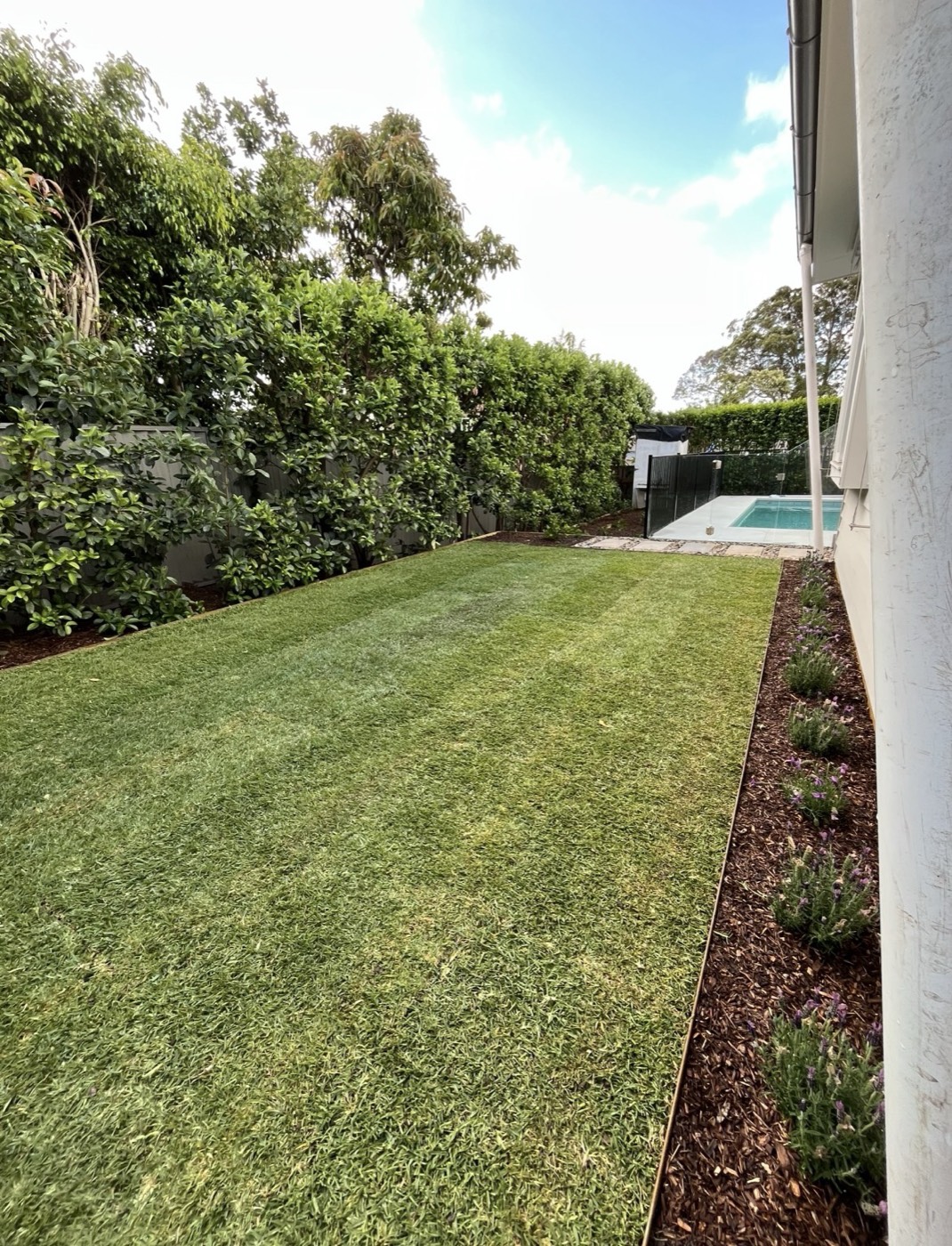Long side lawn with mulched lavender bed and steel edging leading to a pool